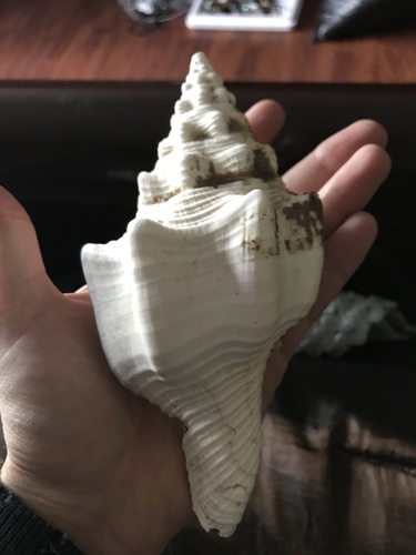 West Indian Chank Shell