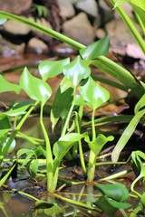 Eichhornia crassipes image
