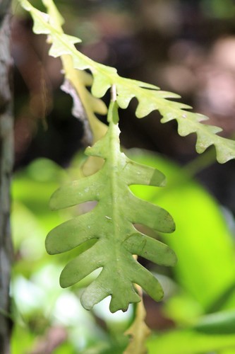 Weberocereus imitans