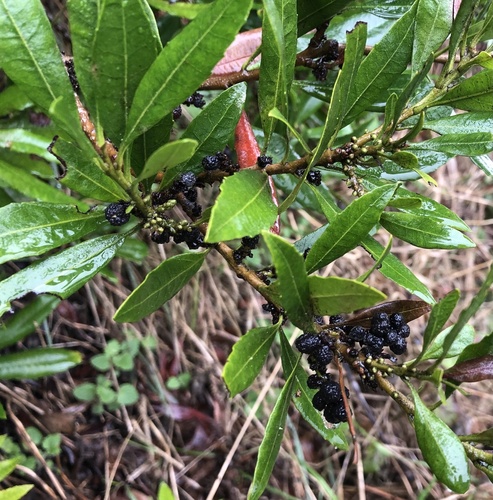 Wax Myrtle fruiting