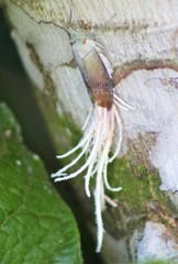 Pterodictya reticularis image