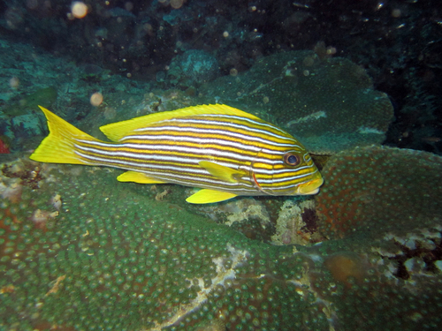 Ribbon Sweetlips — seen at this dive site