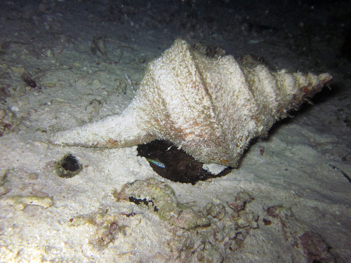 Australian Trumpet — seen at this dive site