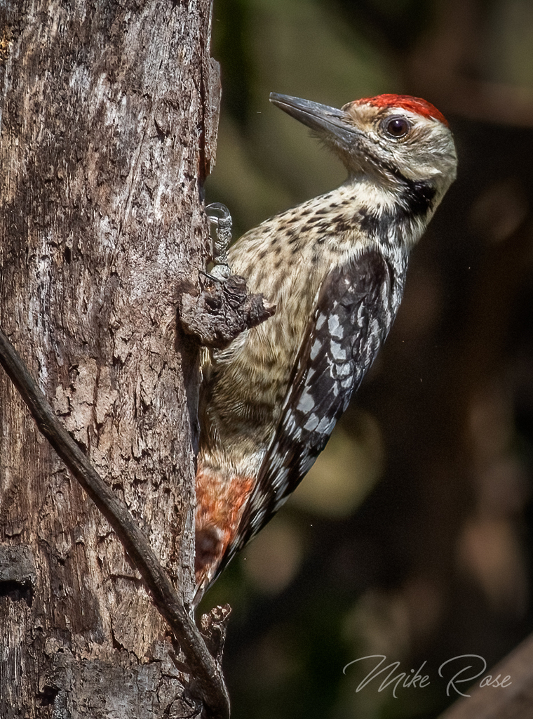 Freckle-breasted Woodpecker (Dendrocopos analis) photo