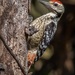 Freckle-breasted Woodpecker - Photo (c) Mike Rose, all rights reserved, uploaded by Mike Rose