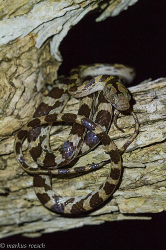 Ampijoroa Tree Snake