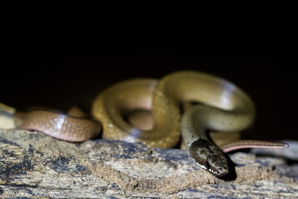 White-lipped Smooth Snake (Liophidium torquatum)