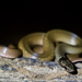 White-lipped Smooth Snake - Photo (c) Markus, all rights reserved, uploaded by Markus