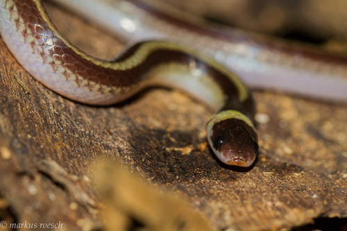 Light-banded Dwarf Snake