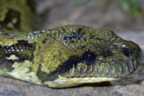 Madagascar tree boa