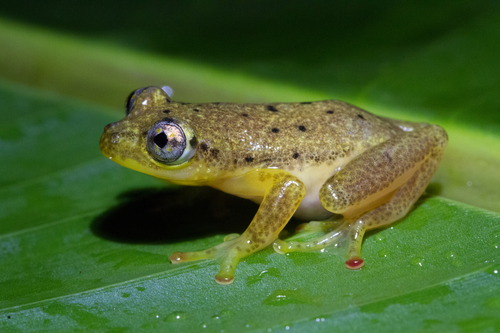 Andasibe Reed Frog