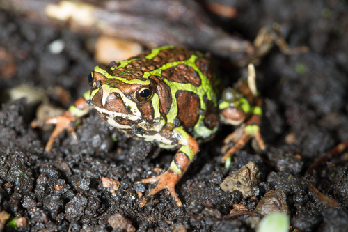 Scaphiophryne madagascariensis