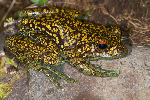 Goudot's Bright-eyed Frog