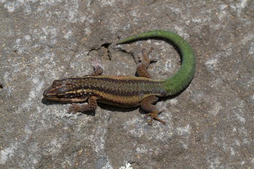 Barbour's Day Gecko