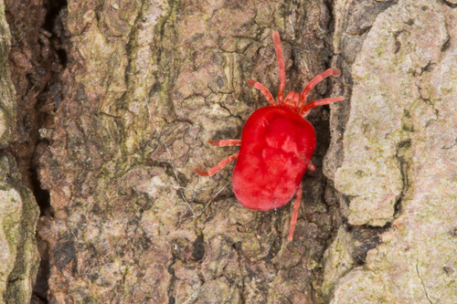 Trombidium auroraense · iNaturalist