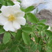 疏花薔薇 - Photo 由 Oyuntsetseg Batlai 所上傳的 (c) Oyuntsetseg Batlai，保留所有權利