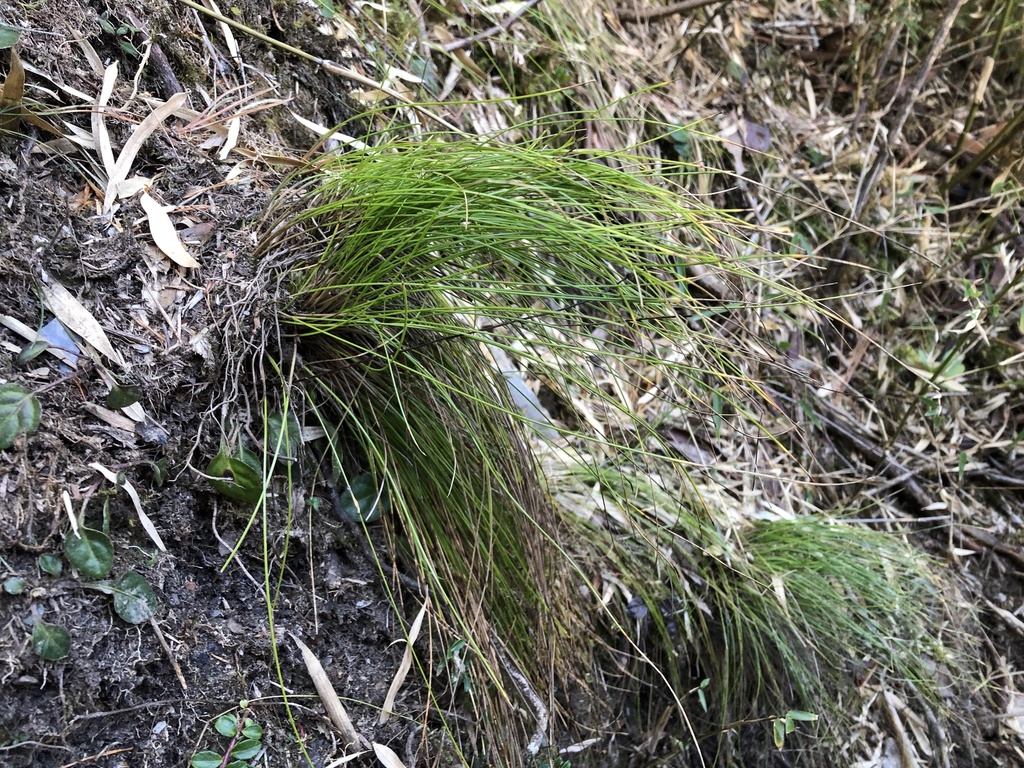 Trichophorum subcapitatum (Trichophorum subcapitatum)