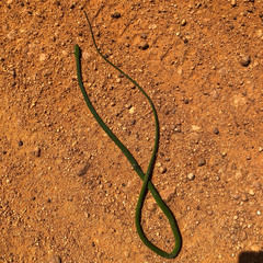 Hapsidophrys smaragdinus image
