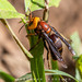 Vespa mandarinia magnifica - Photo (c) Andaman Kaosung, all rights reserved, uploaded by Andaman Kaosung