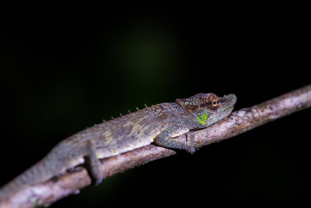 Vohibola Forest Chameleon (Calumma vohibola)