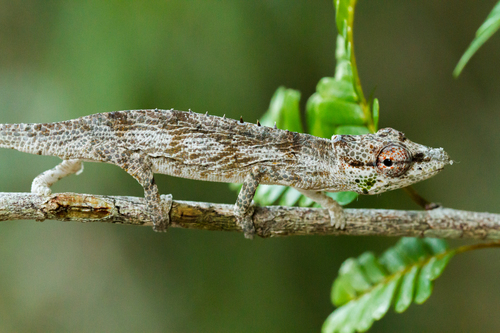 Vohibola Forest Chameleon