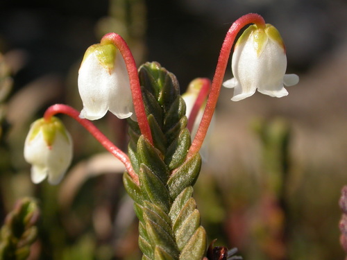 Arctic bell-heather