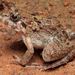 多紋澤蛙 - Photo 由 キース搵肥 所上傳的 (c) キース搵肥，保留所有權利