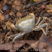 Phaibul's Terrestrial Crab - Photo (c) Andaman Kaosung, all rights reserved, uploaded by Andaman Kaosung