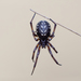 False Widow Spiders - Photo (c) Benjamin Fabian, all rights reserved, uploaded by Benjamin Fabian