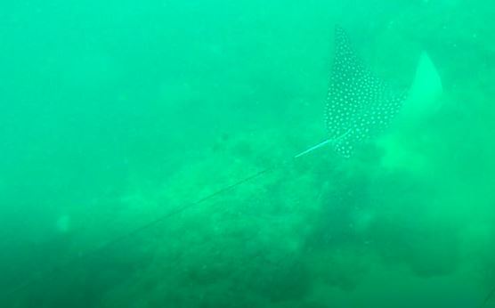 Spotted Eagle Ray