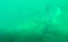 Spotted Eagle Ray