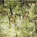 Bacidina friesiana - Photo (c) dieterh, todos los derechos reservados, subido por dieterh