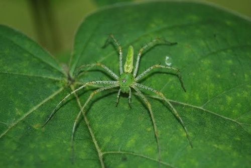 Green Lynx Spider (Peucetia viridans)