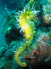 Long-snouted Seahorse