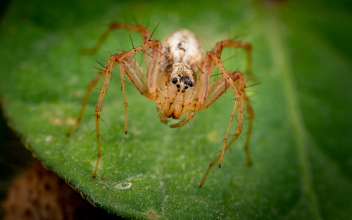 Oxyopes nigripalpis