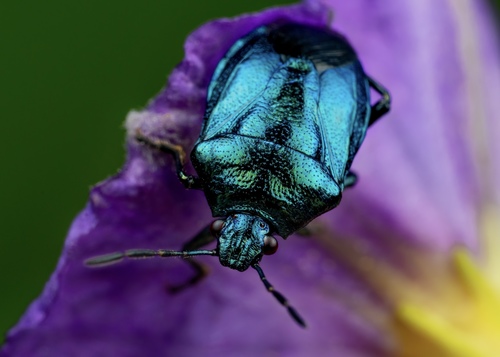 Blue Shield Bug