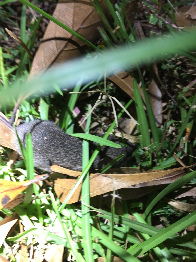 Channel Rats Texas Mice, Rats, and Hamsters from 460 County Road 3910, Chester, TX, US on ...