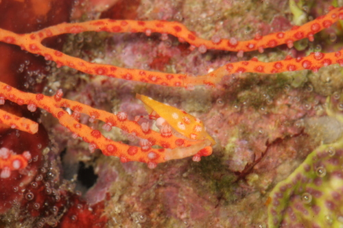 Prosimnia semperi — seen at this dive site