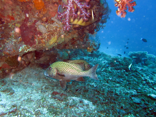 Harlequin Sweetlips — seen at this dive site