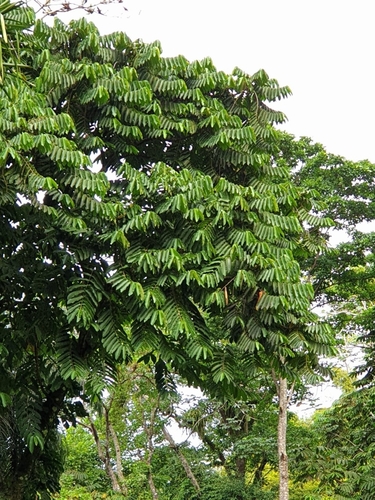 Castilla elastica - Whole tree
