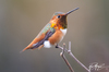 Allen's Hummingbird - Photo (c) Kim Moore, all rights reserved, uploaded by Kim Moore