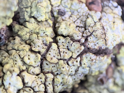Soil Paint Lichen