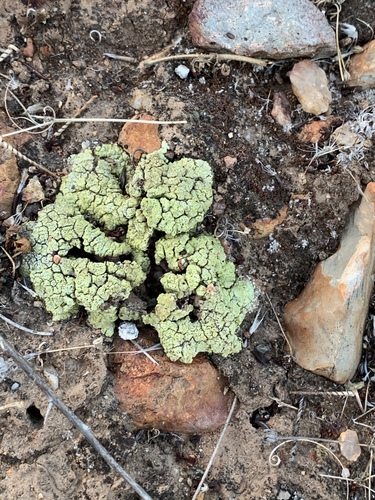 Soil Paint Lichen