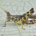 China mantispoides - Photo (c) 豆豆, all rights reserved, uploaded by 豆豆