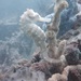 Observation photo