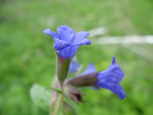 Hairy Lungwort