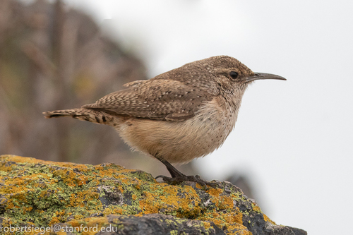 Rock Wren
