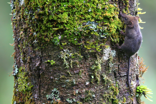 Rusty Antechinus (Antechinus adustus) — Least Concern Mammalia