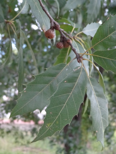 Quercus grahamii