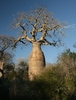 Fony Baobab - Photo (c) Robert Siegel, all rights reserved, uploaded by Robert Siegel